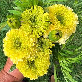 Nosento Limegreen, Marigold Seeds